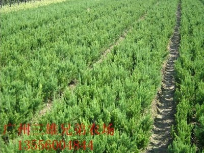 广州广州绿化苗木种植,绿化苗木图片,高质量的绿化苗木供应隶属三雄
