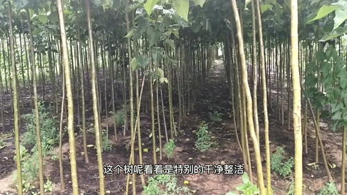 农村小伙种2亩绿化树苗,1500颗卖完能收入75000,真的这么值钱