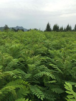 专业种植销售紫穗槐施工包成活 绿化施工方案绿化苗木价格表,大量供应紫穗槐批发绿化树苗图片_高清图_细节图