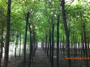 河北刺槐基地 山东刺槐,刺槐供应,北京刺槐种植 方林,河北刺槐基地 山东刺槐,刺槐供应,北京刺槐种植 方林生产厂家,河北刺槐基地 山东刺槐,刺槐供应,北京刺槐种植